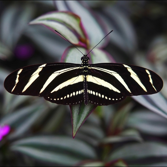 Meet your Posher, Jackie - Picture 1 of 1